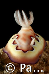 nudi taken with Canon 400D/Hugyfot housing by Patrick Neumann 